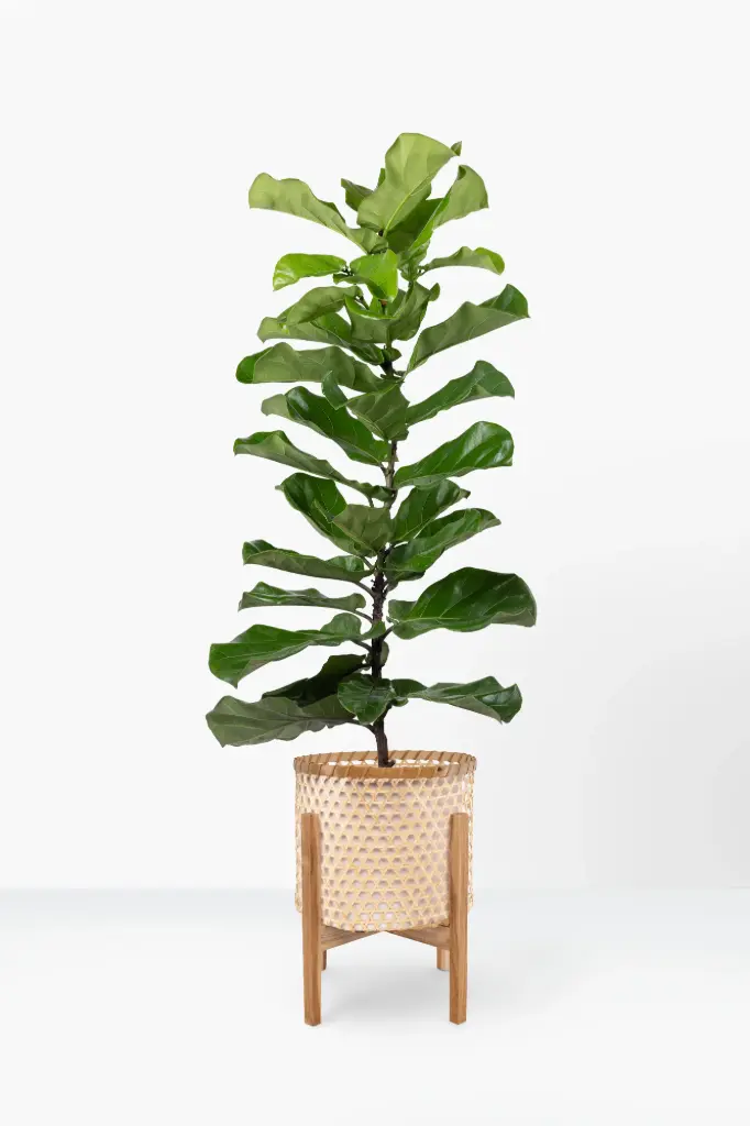 Artificial Fiddle Leaf Tree (150cm)